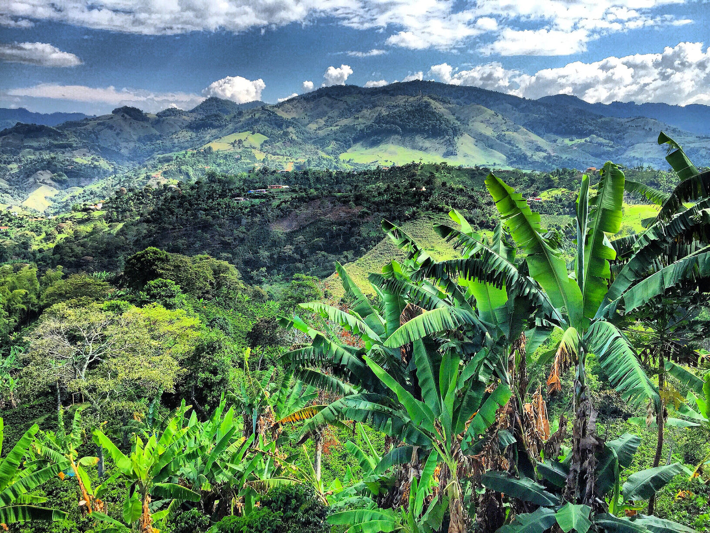 Café Especial CAMPESINO Edición Madre Laura | Jericó, Antioquia 340 g