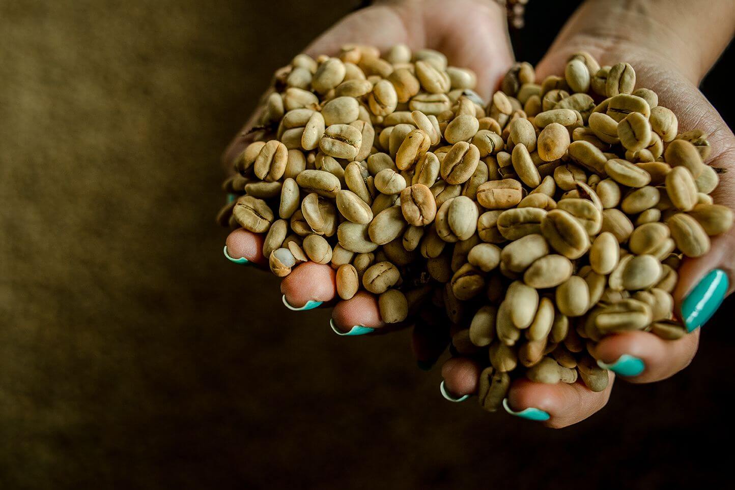 Café de Especialidad Variedad Castillo Rosario - La Camelia 250g