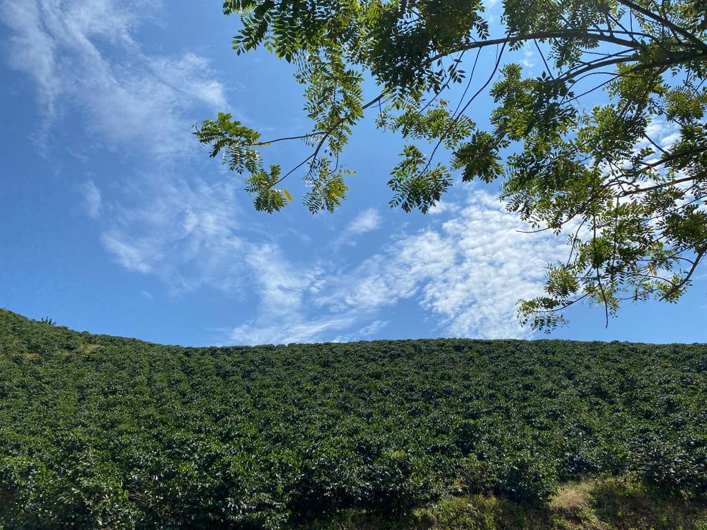 Café de Especialidad Variedad Castillo Rosario - La Camelia 250g