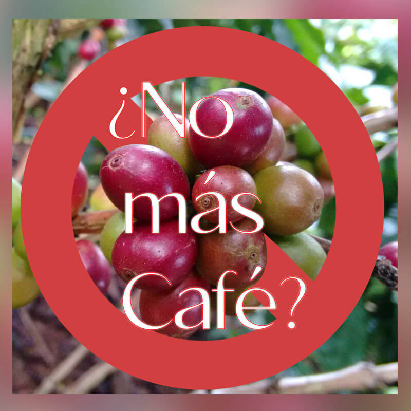 ¿¡El café se va a agotar!? Mira lo que podría pasar 😥