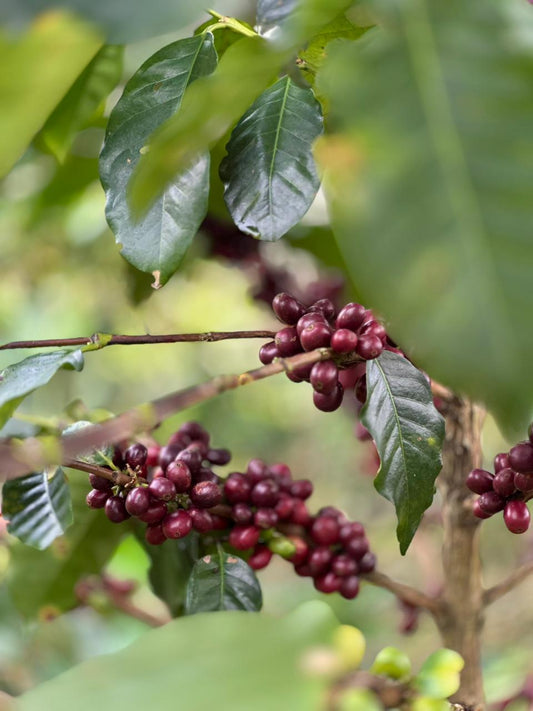 Cafe de Especialidad Premium Ops! Coffe Edicion PACAMARA