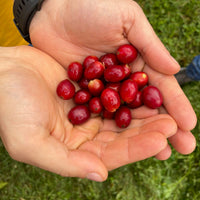 Café Especial Blend Origen Lavado | Insignia Colombia Suave 250g | Jardín-Ant