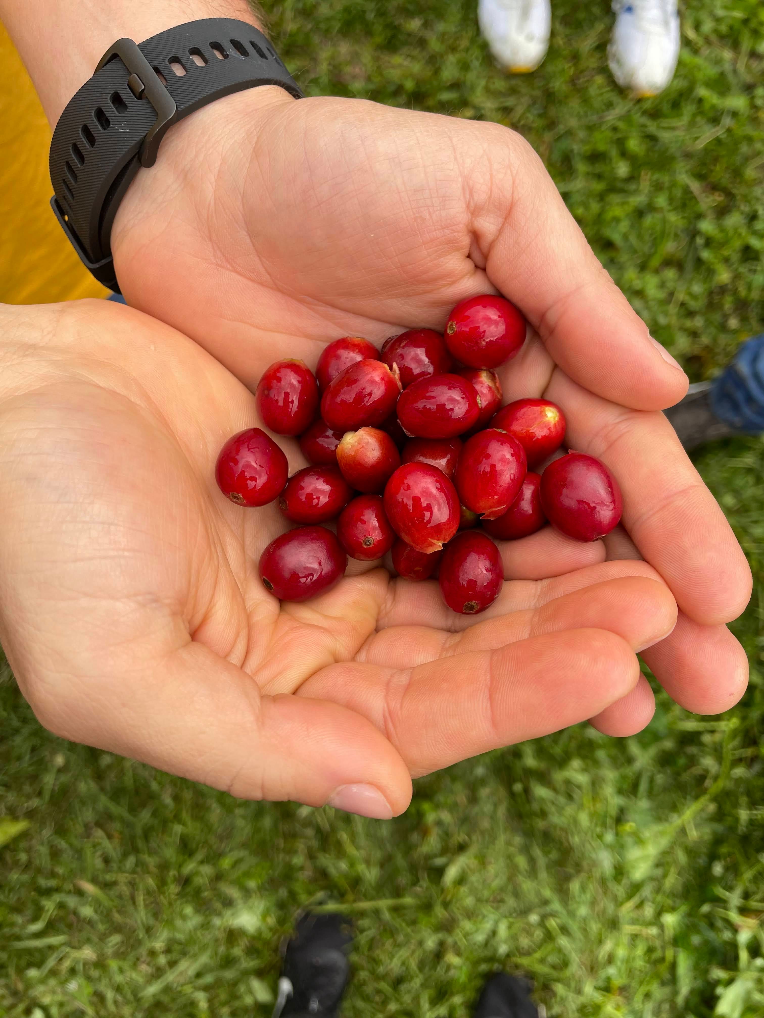 Café Especial Blend Origen Lavado | Insignia Colombia Suave 250g | Jardín-Ant