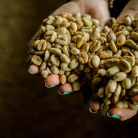 Café de Especialidad Variedad Castillo Rosario - La Camelia 250g