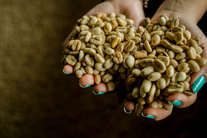 Café de Especialidad Variedad Castillo Rosario - La Camelia 250g