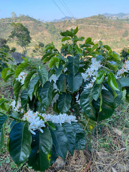 Café de Especialidad Variedad Castillo Rosario - La Camelia 250g