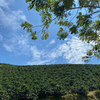 Café de Especialidad Variedad Castillo Rosario - La Camelia 250g