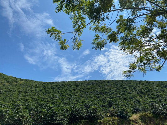 Café de Especialidad Variedad Castillo Rosario - La Camelia 250g